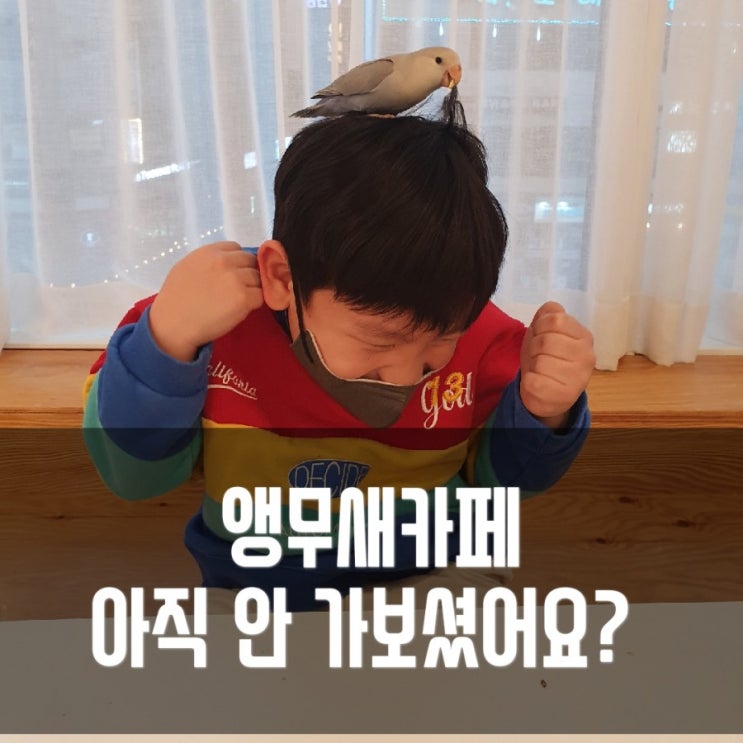  앵무새 카페 플레이버드 (인천 서창동) 다녀왔어요, 앵무새분양도 한데요!