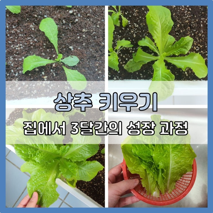  베란다 텃밭 : 집에서 상추 키우기 3달간의 성장과정