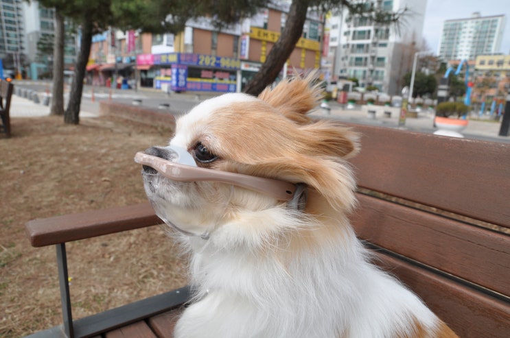  강아지산책을 위한 소형견입마개 루브립 투명입마개