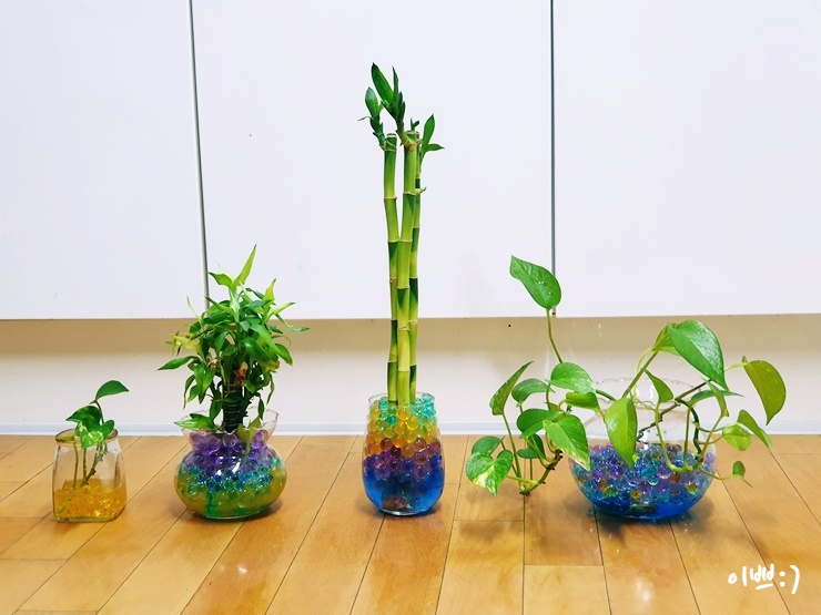  우리집 반려식물 수경식물 수정토로 가꾸기