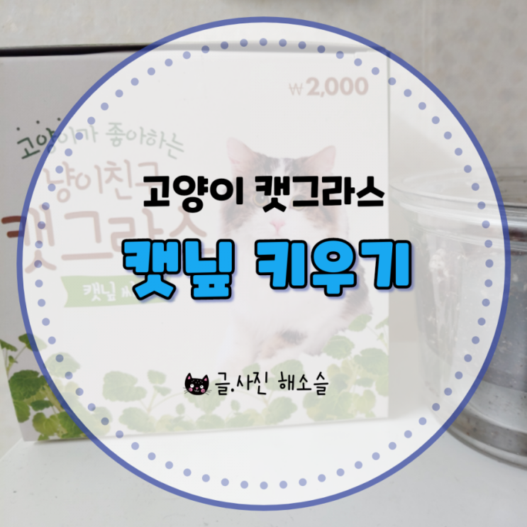  캣닢 키우기, 다이소 캣그라스 씨앗 심기로 도전해봅니다.
