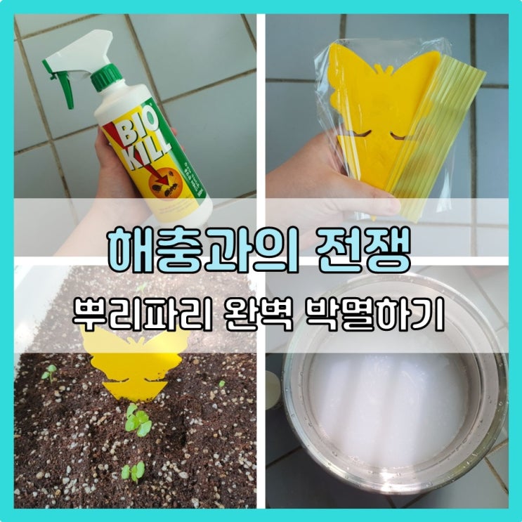  베란다 텃밭 : 뿌리파리 퇴치 방법