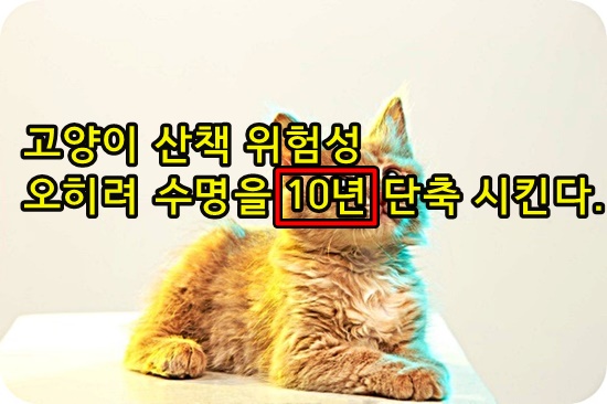 고양이 산책 혹은 외출 시 위험성 알아보겠냥 : 수명단축