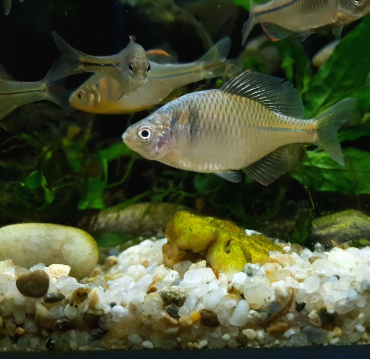  흰줄납줄개 (Rhodeus ocellatus)