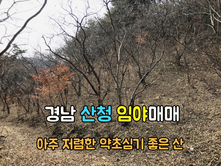  산청부동산(1-730) 아주 저렴한 약초심기 좋은 경남땅 산청임야 매매 입니다