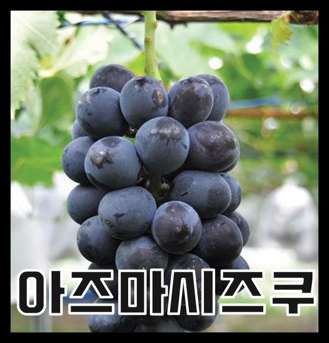 포도 품종 소개) 최고의 맛과 식감의 홍포도 