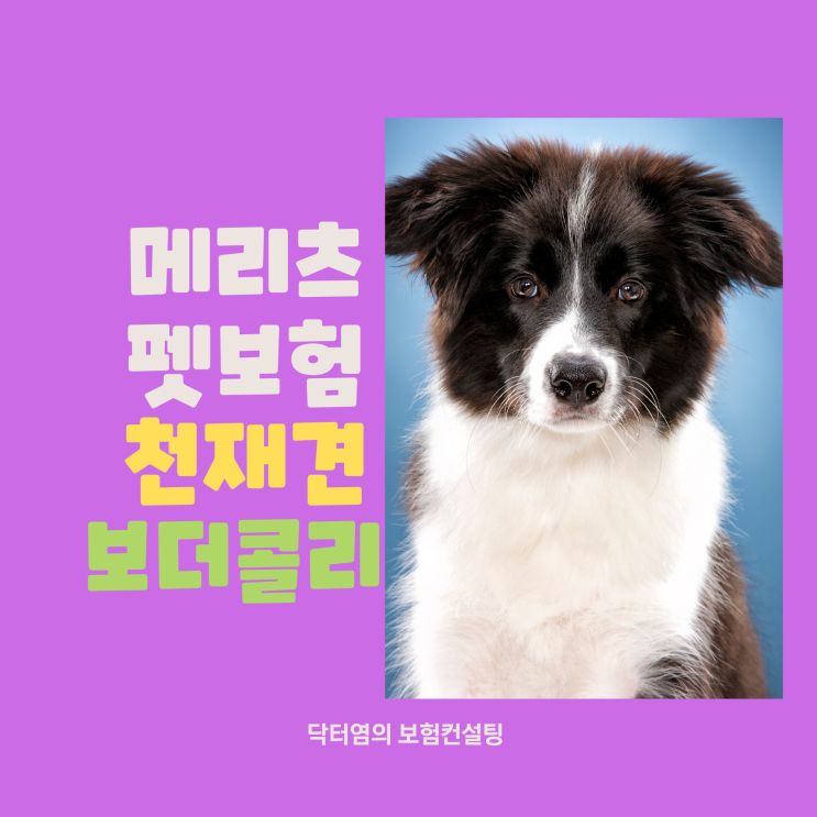  메리츠펫보험 천재견 보더콜리 강아지보험료 설계서로 확인하기