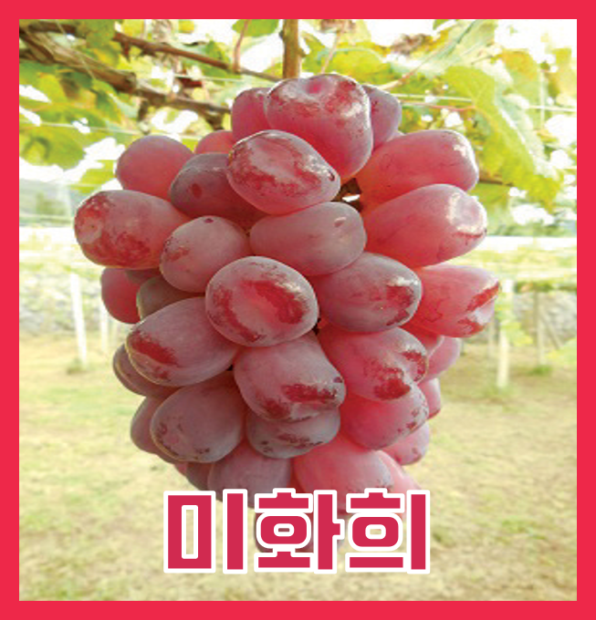 포도 품종 소개) 최고의 맛과 식감의 홍포도 