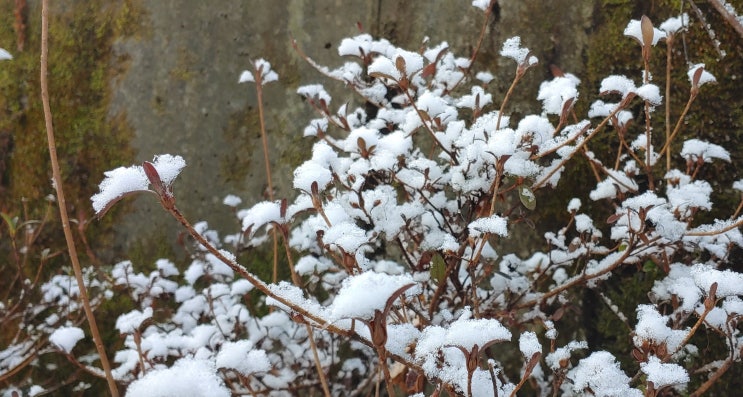  춘 설 (春雪)