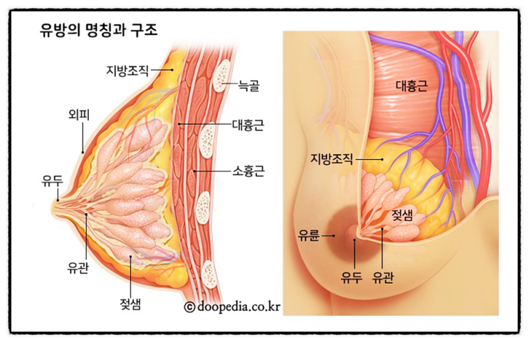  여성 갱년기 유방 암 섬유선종 겨드랑이 통증 림프 에스트로겐