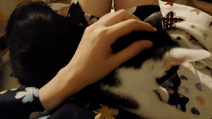 재미로 보는 고양이와 같이 다른 동물이 나온 꿈해몽 ③ 재미로 보는 고양이와 같이 다른 동물이 나온 꿈해몽 ③