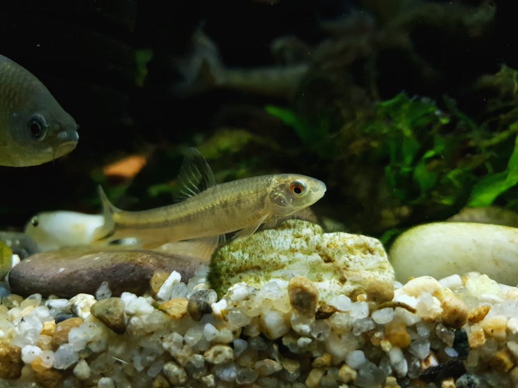  중고기 (Sarcochelichthys czerskii BERG)