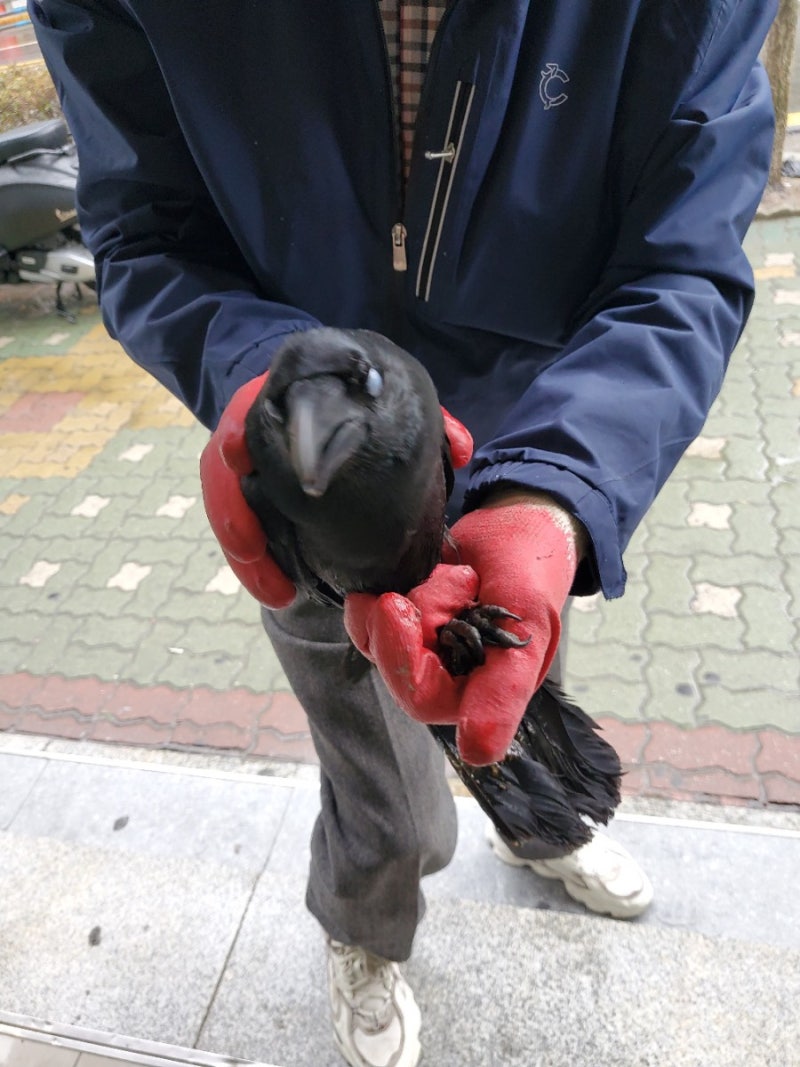 까마귀 구조했어요 /을숙도 에코센터 야생동물 구조보호단체 : 네이버 블로그