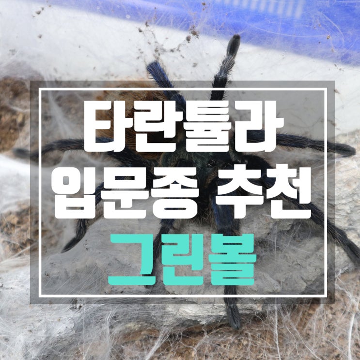  언제나 사랑받는 타란튤라 그린볼 키우기