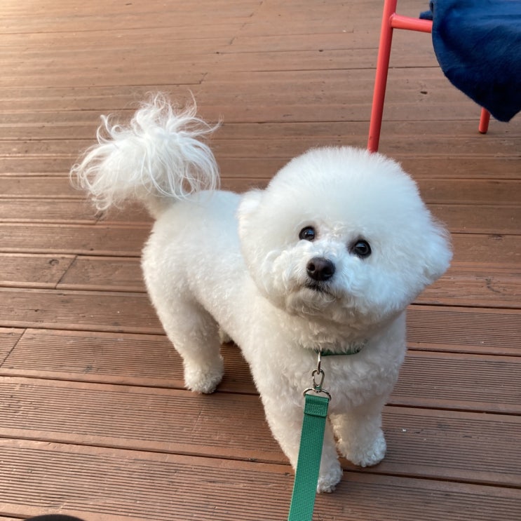  노원구 수락산역 애견수제간식:우아케이크