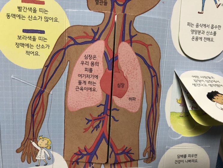  Usborne. 요리조리 열어보는 우리 몸 플랩북 100개