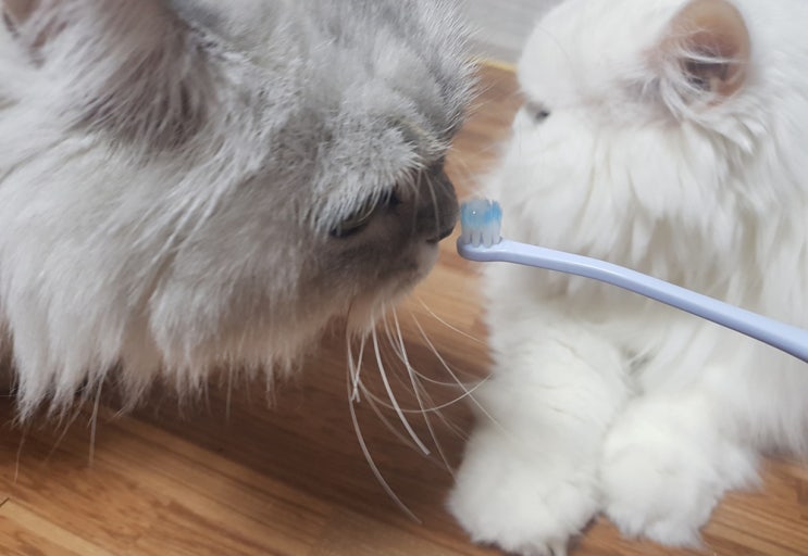  고양이 양치 휘슬 덴티스마일 칫솔 효과 좋아