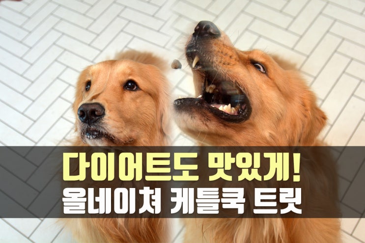 반려견 다이어트 간식 - 올네이쳐 케틀쿡 마녀트릿, 훈련용 간식으로 추천