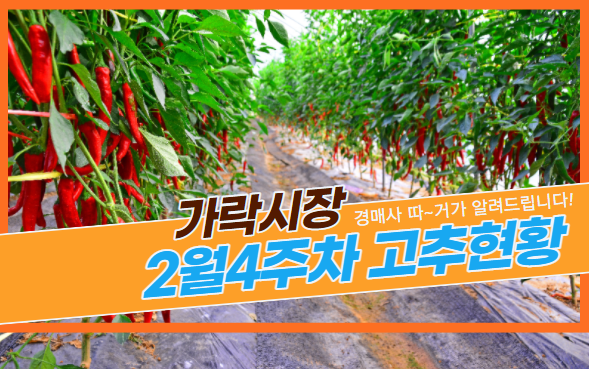  경매사가 알립니다! 가락시장 2월4주차 고추 유통현황