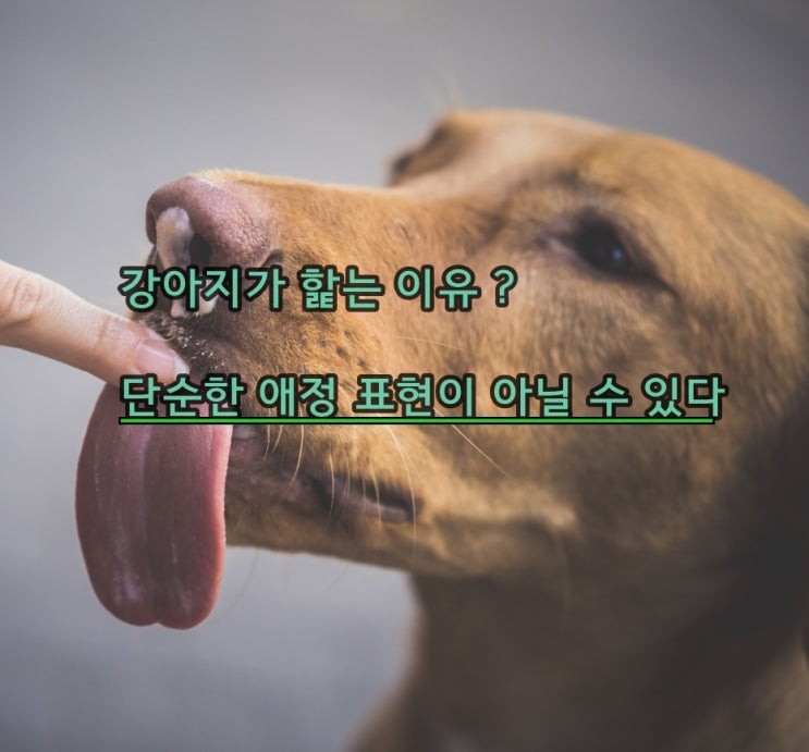  강아지가 손을 핥는 이유 단순한 애정표현이 아닐 수 있다.