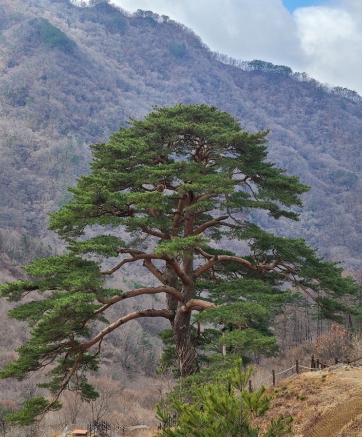  남원 가볼만한 곳, 지리산 천년송(천연기념물 제424호)