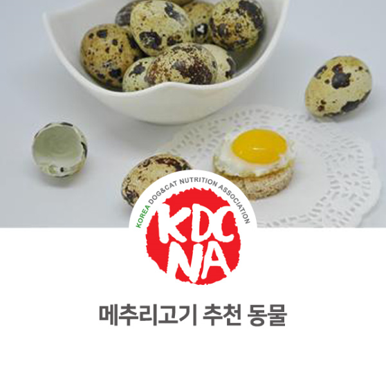  [한국반려동물영양협회/익산/군산/전주/대전/대구/영광/담양/목포/펫푸드자격증] 나의반려펫영양사가 알려주는 메추리 추천 동물_745