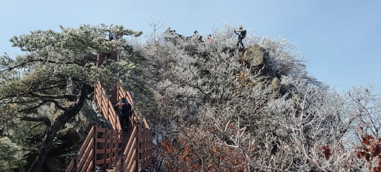 천마산 봄 야생화 탐사 눈꽃 산행 되다