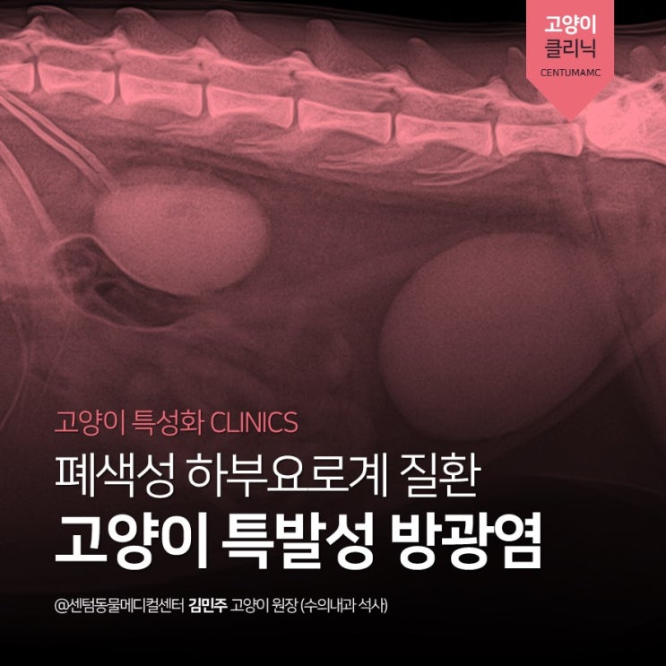  [부산고양이친화병원/골드등급] 고양이 폐색성 하부 요로계 질환, FLUTD, 특발성 방광염 (센텀동물메디컬센터)