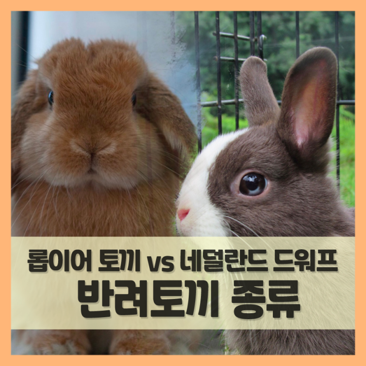  미니 사이즈 반려토끼 종류, 롭이어 vs 네덜란드 드워프