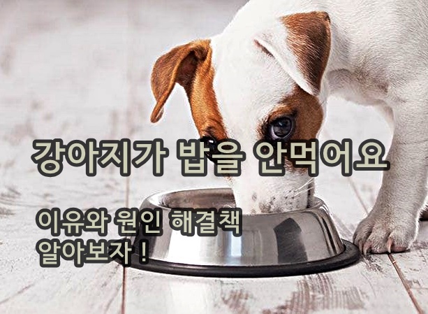 강아지가 밥을 안먹어요 그 이유와 집에서 할 수 있는 간단한 훈련법!