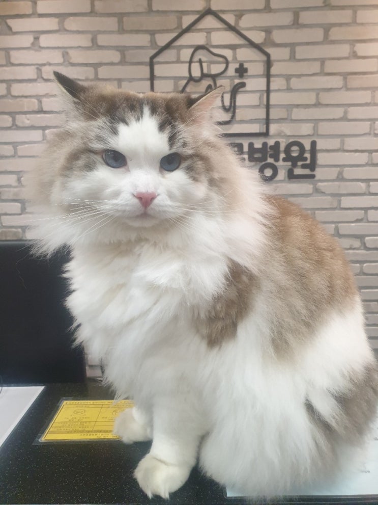  루니언니병원 가는날