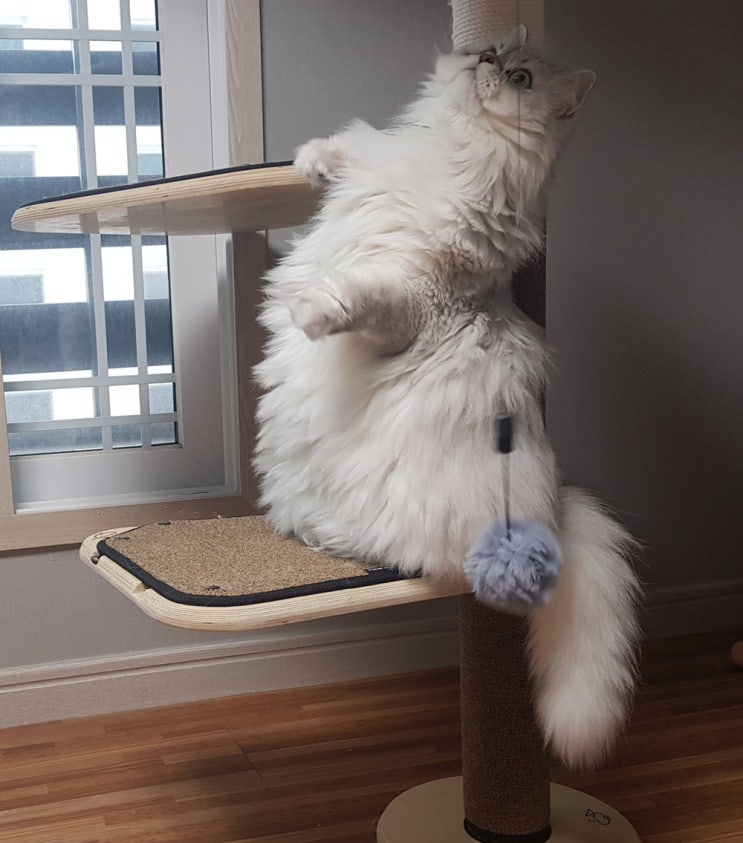  고양이 탈모 다양한 원인