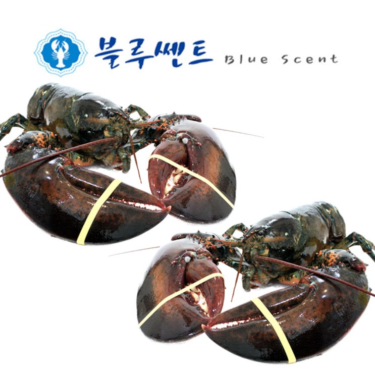 인기 많은 블루쎈트 프리미엄 활 랍스타, 500g, 2마리 좋아요