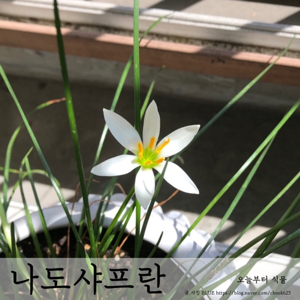  흰꽃 나도샤프란, 분홍꽃 나도샤프란 구근, 분갈이, 키우기