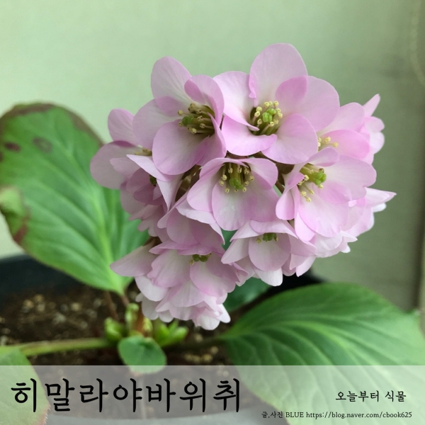 히말라야 바위취 키우기