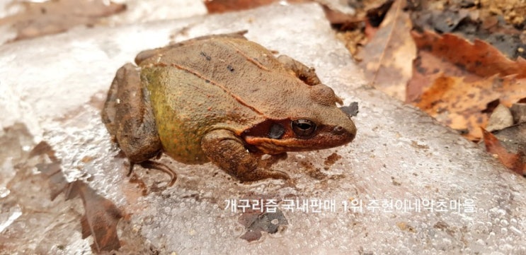 개구리즙 효능 무엇 때문에 유소년 운동선수들에게 좋다고 하는것일까