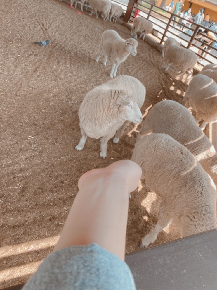  연락 두절, 행방불명, 위장전입 채무자 압박 후 채권 회수