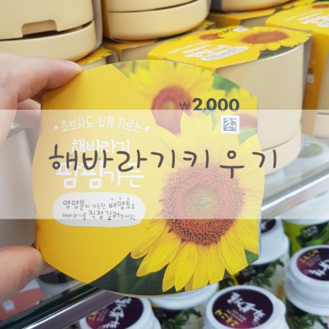  다이소팜팜가든 해바라기키우기
