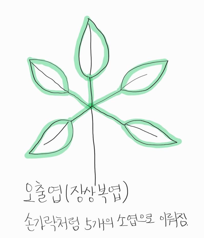 단엽과 복엽 - 소탁엽, 소엽병, 소엽, 총엽병, 3출엽, 5출엽(장상엽), 2회 3출엽, 3회 3출엽, 기수1쌍우상복엽, 기수 ...