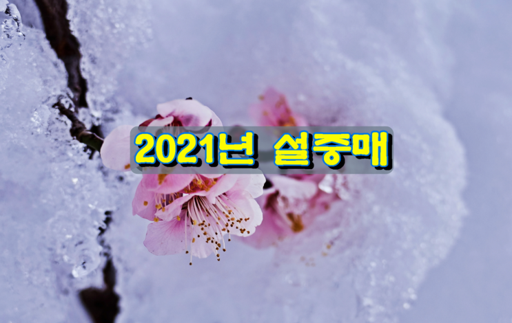 2021년 설중매 2021년 설중매