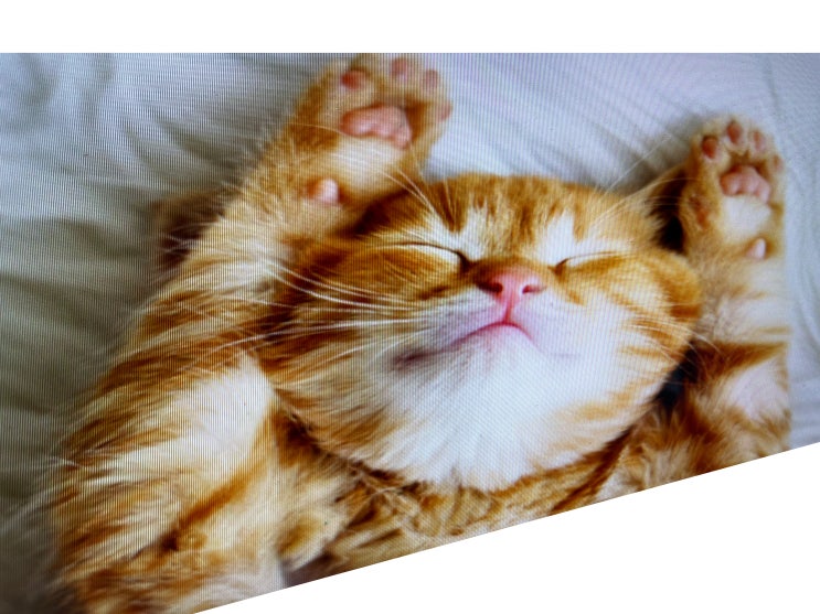  고양이 꿈해몽 Best 여기서 확인해요