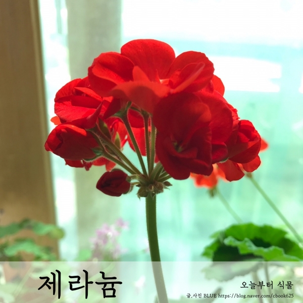 멋진 수형으로 자라준 제라늄 키우기