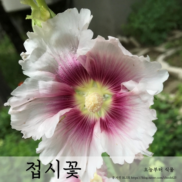  접시꽃 파종, 키우기 접시꽃 꽃말