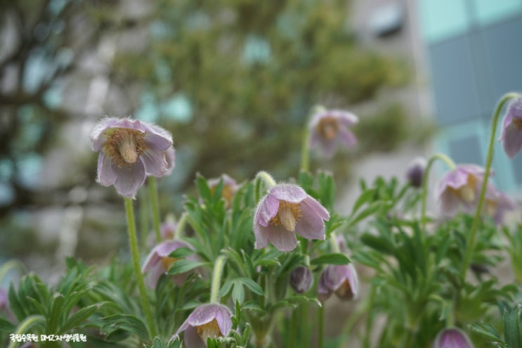 국립수목원 DMZ자생식물원- 분홍할미꽃