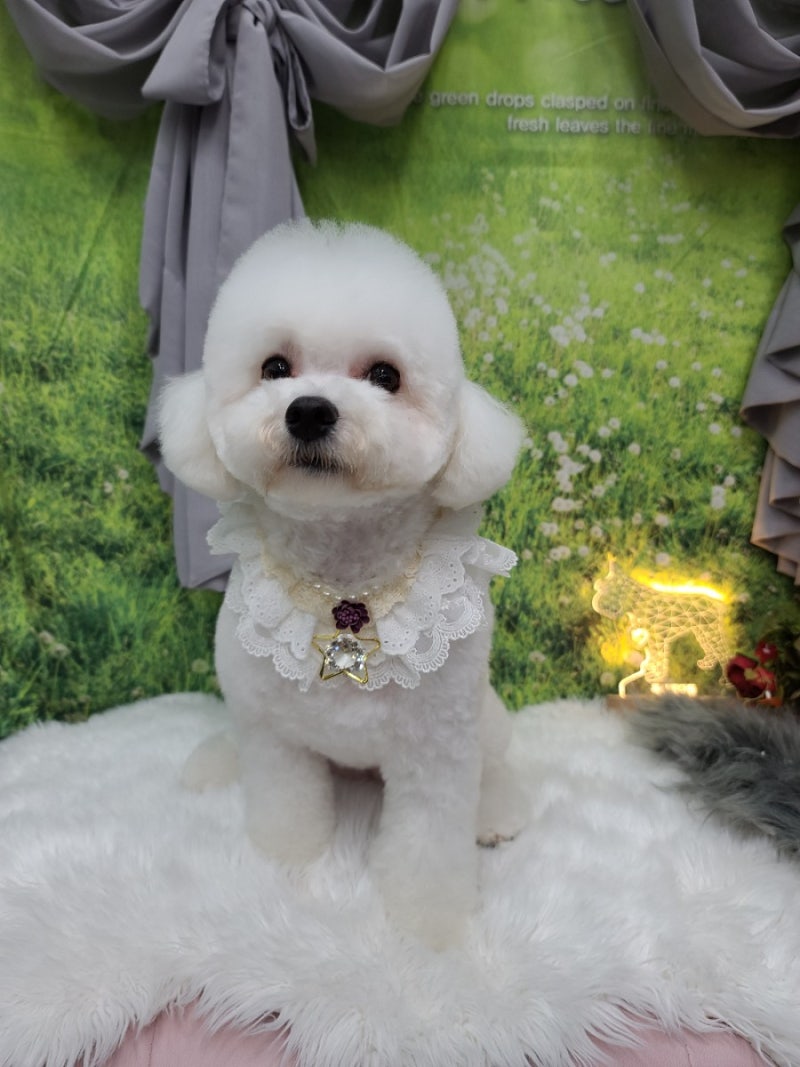 마곡애견미용 비숑프리제 전체가위컷과 귀툭튀 : 네이버 블로그, image size:800x1067
