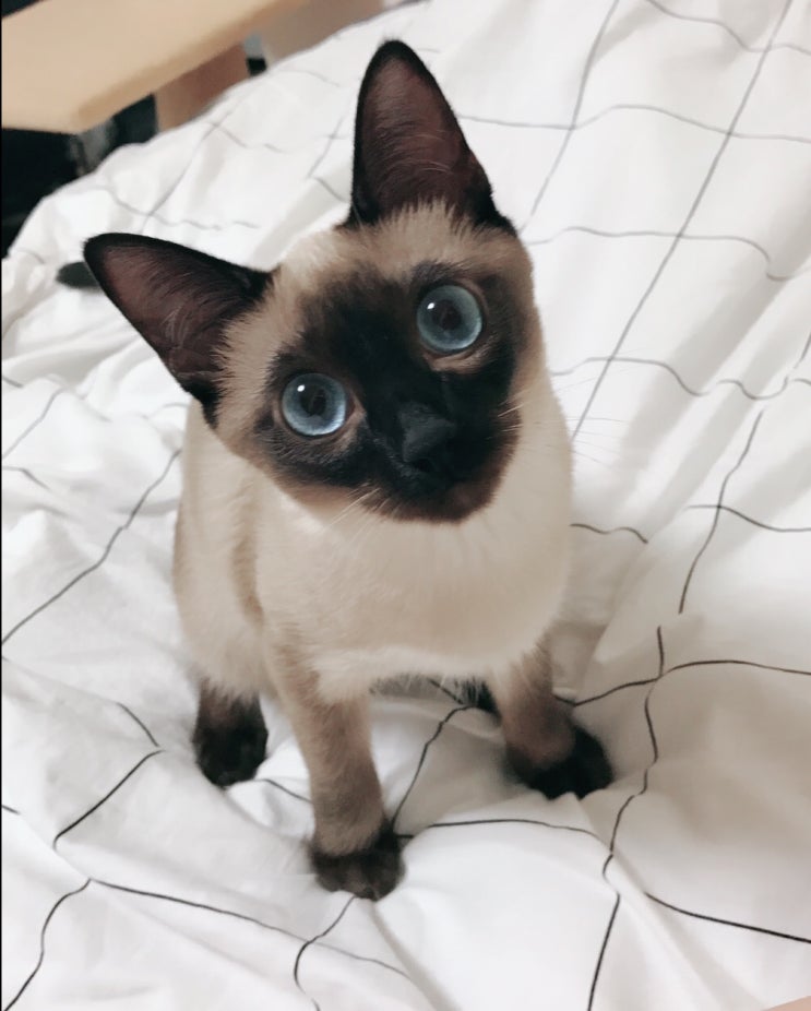  21.3.4 나의 생일을 맞이하여 나의 고양이 일생을 기록