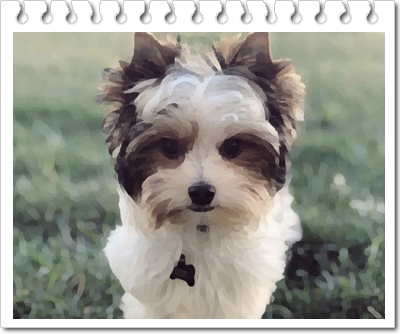 강아지 하이브리드품종인 요키푸(Yorkipoo)의 분양 및 가격은?