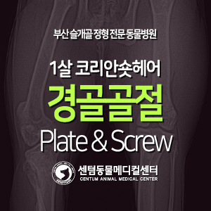  [치료 증례] 1년령 / 코리안숏헤어 / 경골 골절 / Plate&Screw 골절수복 (부산 고양이 정형외과 동물병원, 센텀동물메디컬센터)