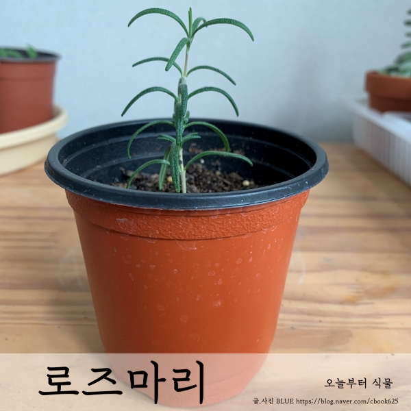  로즈마리 겨울 삽목과 키우기