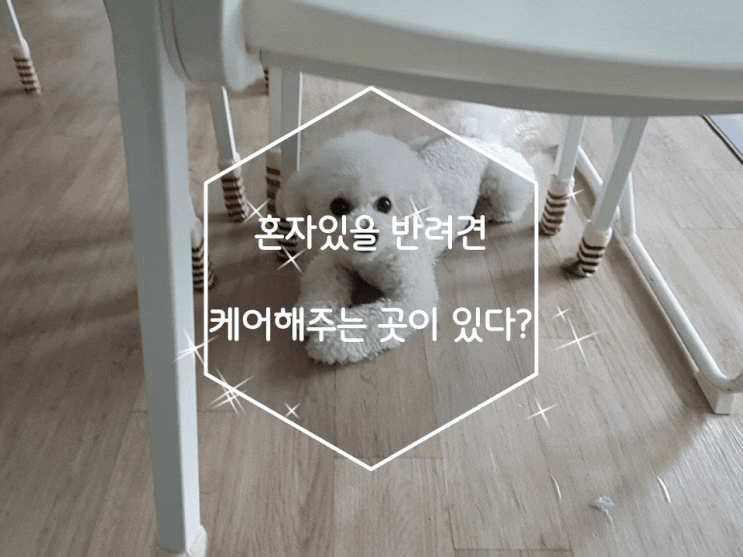 혼자있을 반려견 케어해주는 곳이 있다?
